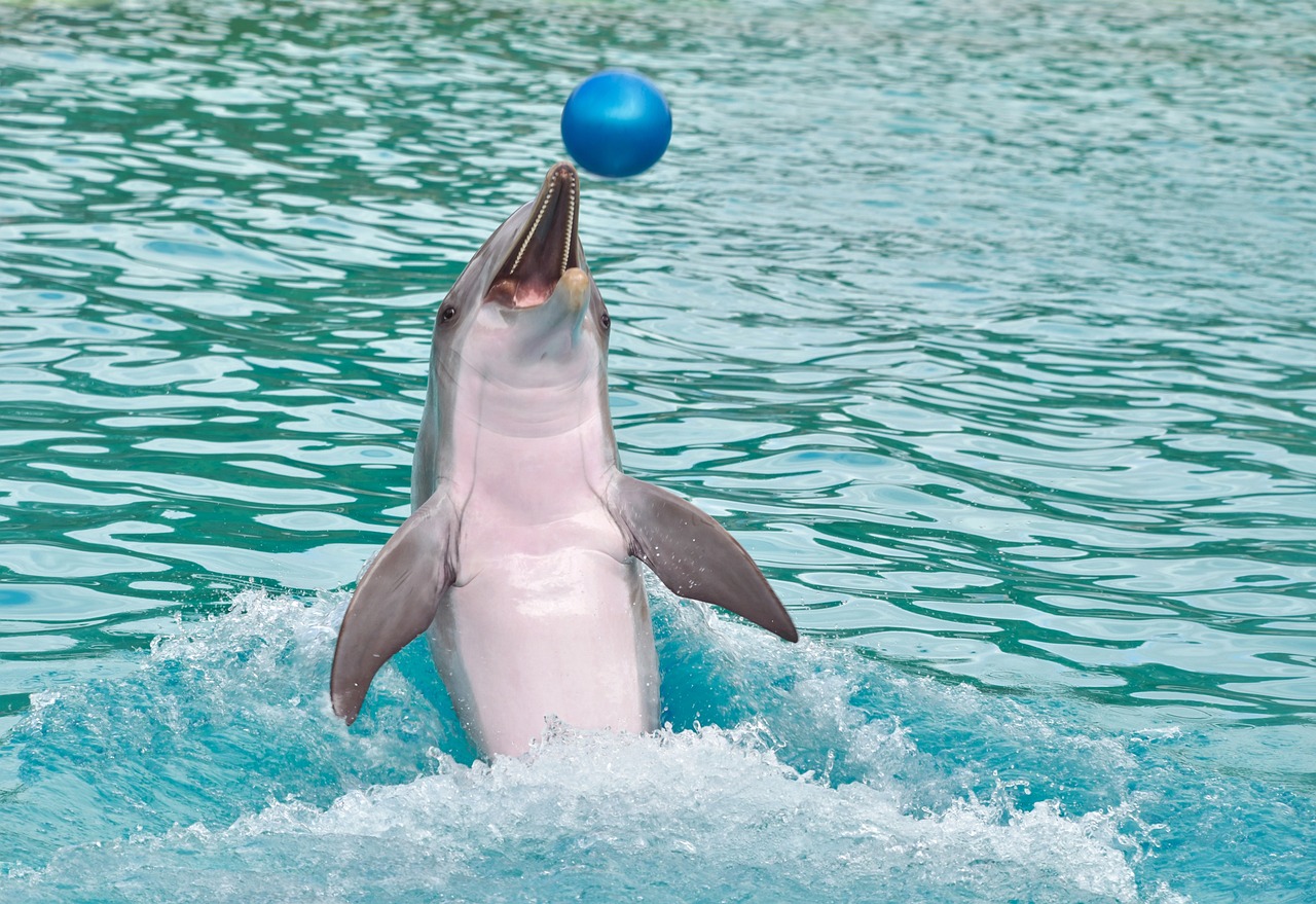 A dolphin swimming backwards with a ball on its nose.