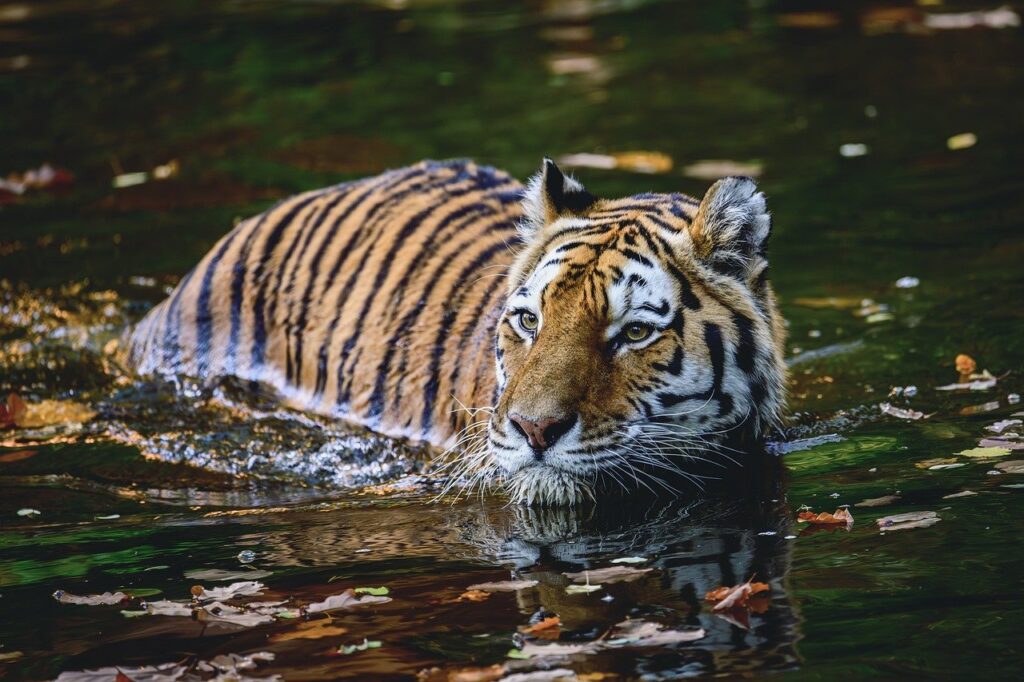 A tiger walking in shallow water. 