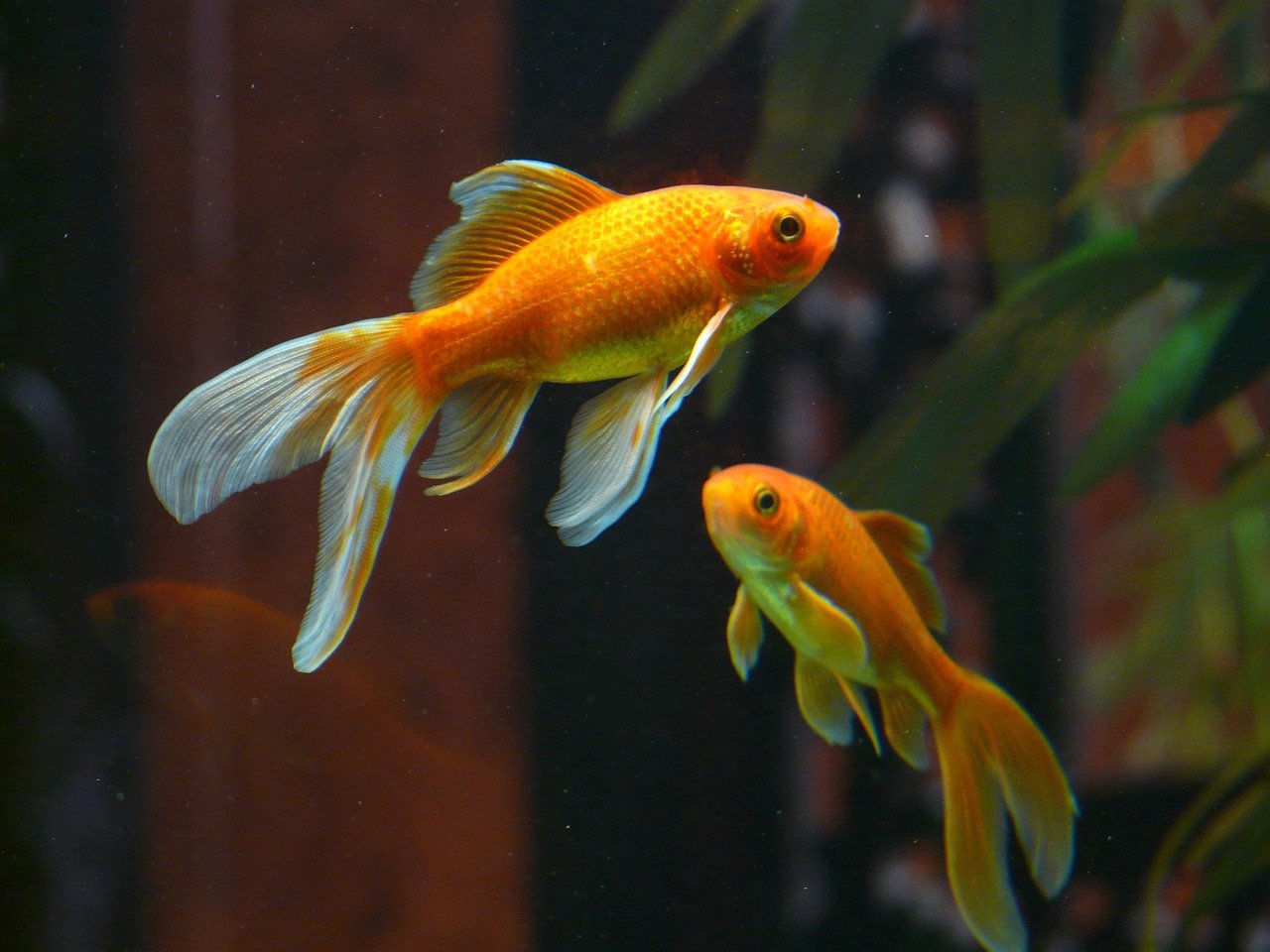 Two goldfish swimming in a tank of water.