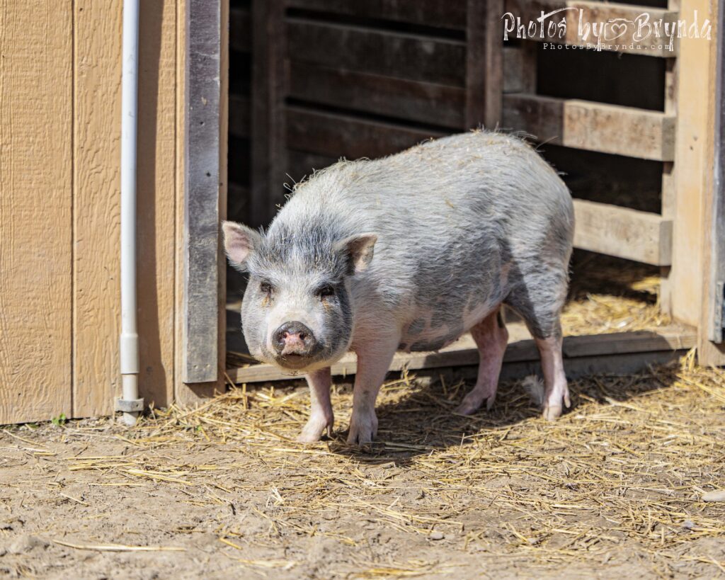 A pink and grey pig standing in front of a brown pen.