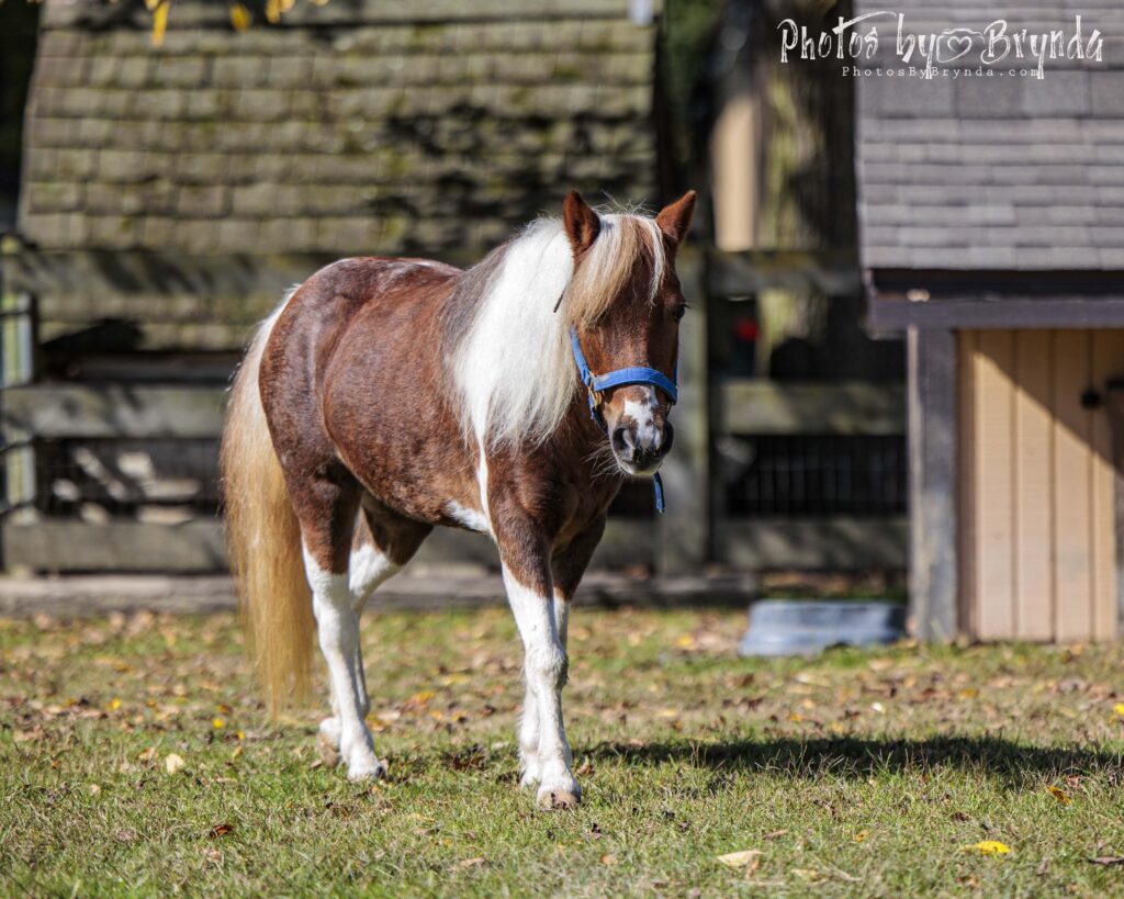 A brown pony standing in a green field and looking at the camera.