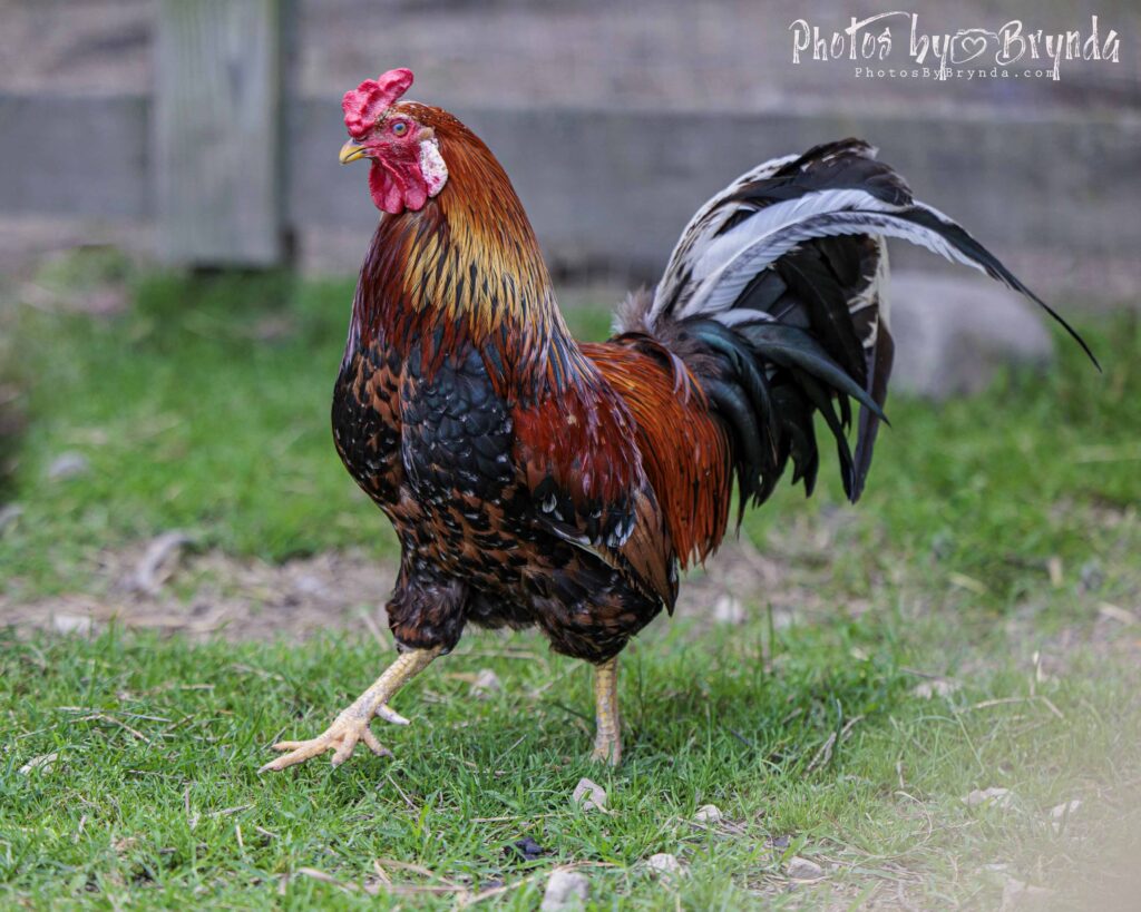 An adult rooster standing in green grass and looking towards the camera.