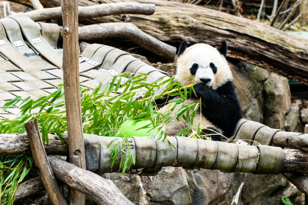 In daytime, a black and white panda bear in a zoo eating bamboo and looking at the camera.