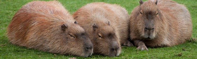 Three brown capybaras sitting in green grass.